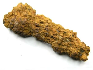 Coprolito de una tortuga antigua gigante fósil Madagascar 307,55 gramos - Imagen 1 de 5
