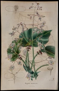 1843 - Begonia To Leaves Cape - engraving antique - Botany - Flowers - Imagen 1 de 3