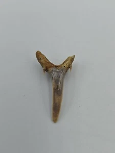 Authentic Striatolamia Shark Tooth – Ancient Fossil, in good condition - Picture 1 of 4