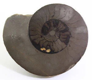 Ceratit, Ceratites sp., Trias, Muschelkalk, Neckarbischofsheim, Deutschland -c13 - Picture 1 of 5