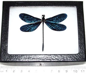 Vestalis melania blue dragonfly damselfly Philippines framed - Picture 1 of 1