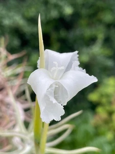 Bromeliad Tillandsia diaguitensis Fragrant rare Air Plant x 1 - Picture 1 of 3