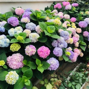 20 uds./paquete semillas hortensia flores para plantar casa jardín decoración elegir - Imagen 1 de 31
