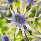 Eryngium Neptunes Gold - 1 Plant - Sea Holly Outdoor Herbaceous In 9cm Pot