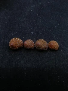 4 x Uncommon clanculus margaritarius strawberry sea shell collection. #14637 - Picture 1 of 3
