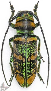 Anatragus pulchellus, A1 perfect condition!!, from Togo,UNMOUNTED beetle - Picture 1 of 1