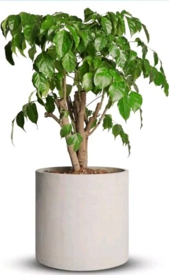 Mozing Cement Plant Pots Indoor 12 inch Concrete Planter Pot for Planting (Grey) - Image 1 of 4