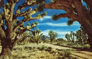Postkarte Joshua Tree Wald - Bild 1 von 2