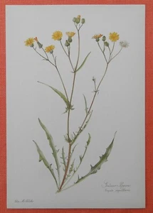 Kleinköpfiger Pippau Crepis capillaris Farbdruck 1954 Elsa M. Felsko Grüner - Bild 1 von 1