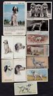 12 Different Vintage ENGLISH SETTER Tobacco/Cigarette/Tea Dog Cards Lot