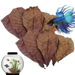 Catappa Indian Almond Leaves Ketapang Leaf Shrimp Betta Fish Aquarium Care - Picture 1 of 14
