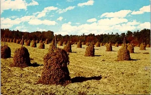 Peanut Stacks Postcard Chrome Unposted - Picture 1 of 2