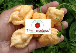 Chilli Ghost Peach X Moruga Peach Hot Pepper Sustainably Grown in OZ 10 Seeds - Picture 1 of 4