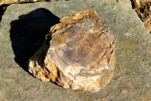 Petrified Wood Fossil Specimen 355g from Wyoming Lapidary Display Collection - Picture 1 of 13