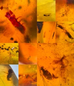 10 Stück Original Myanmar Insekt Bernstein Exemplar Fossil Dinosaurier Alter 10,3-20 - Bild 1 von 12