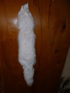 BEAUTIFUL tanned ARCTIC FOX fur pelt skin taxidermy A4 HATS LOG CABIN DEN DECOR - Picture 1 of 5