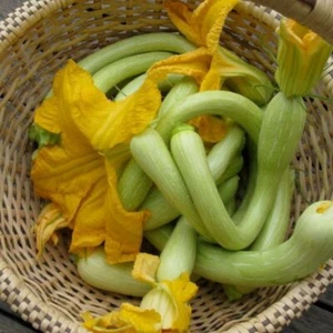 Squash- Tromboncino, 10 seeds | TSC: Heirloom & OP seeds, non-GMO, Untreated) - Picture 1 of 4
