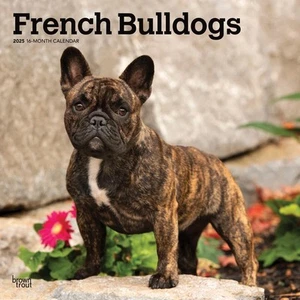 Calendario Bulldogs Franceses 2025/Trucha Marrón 30,5 X 61 Cm (Calenda Bulldogs Franceses_ - Imagen 1 de 6