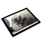 A3 Glass Frame - Grey Seal Pup Cute Arctic Wild Art Gift #8244