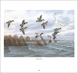 Impresión vintage Red Head Bay Bird Duck 1978 aves acuáticas patos de tierras altas David Maass - Imagen 1 de 3
