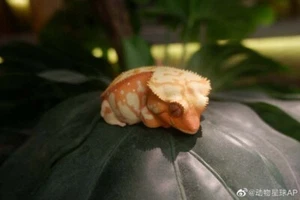 Tier Himmelskörper Ciliatus Schopfgecko rot creme Figur Statue - Bild 1 von 5