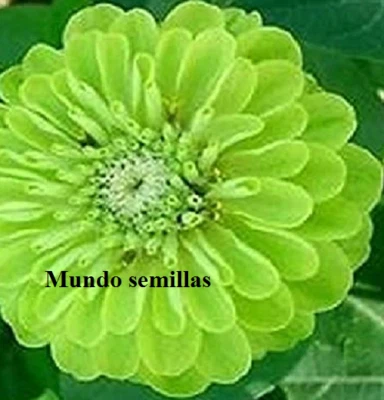 Zinnia flor color verde 100 semillas - seeds