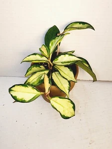 Hoya Crimson Princess House Plant 4" Dark Terrecotta Pot Many plants in pot! - Picture 1 of 3