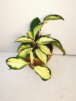 Planta Casa Princesa Carmesí Hoya 4" Maceta Terrecota Oscura ¡Muchas plantas en maceta! Foto 1 de 3