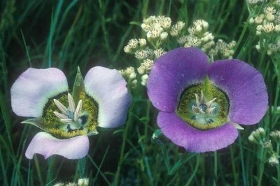 Calochortus gunnisonii | Gunnison's Mariposa Lily | 20 Seeds - Image 1 of 4