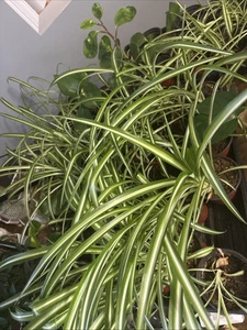 LIVE SPIDER PLANT - Picture 1 of 4