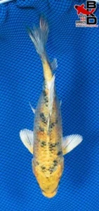8" KI BEKKO Live Koi Fish Garden Pond 4/25 - Picture 1 of 4