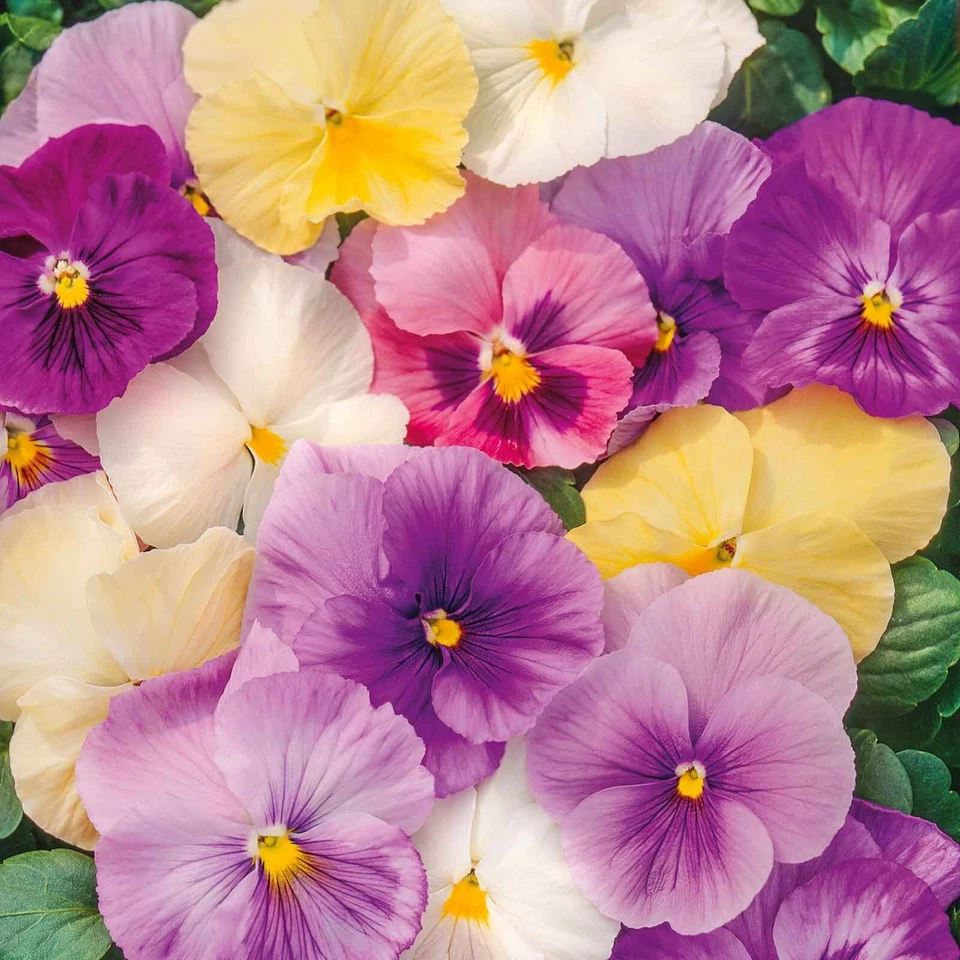 Contenedores de viola Pansy Mix PASTELES clima fresco comestibles EE. UU. ¡100+ semillas sin OGM! Foto 1 de 4