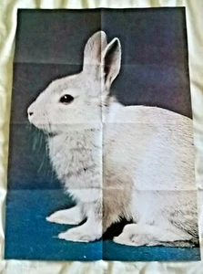Hase Häschen großes Poster (Smiths Chips/PDSA 'Help the Pets' 1977 Vintage) - Bild 1 von 1