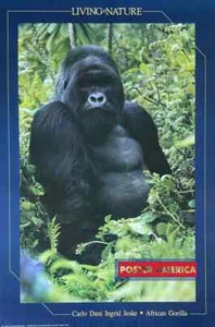 Living Nature afrikanischer Gorilla Vintage 1990 Poster 24 x 36 - Bild 1 von 1