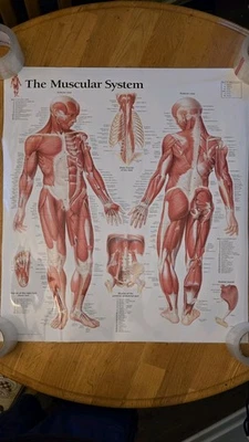 Laminated Wall Chart Of The Muscular System. Excellent Condition! From 2017. - Image 1 of 4