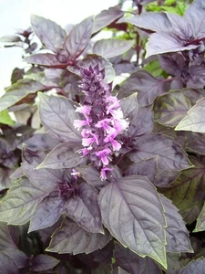 Basil Purple Opal - Culinary Herb! - Picture 1 of 1