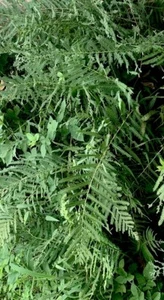 4 Autumn Maple Wood Fern Dryopteris Oreta Live Plants W/Root Perennial Medicinal - Picture 1 of 6