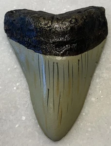 Megalodon Shark Tooth Replica 3 X 4.5 Inches Educational Toy History Dinosaurs - Picture 1 of 4
