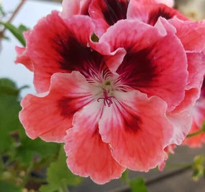 Tiamo Regal Pelargonium x 1 Plant --------------------- Geranium - Picture 1 of 5