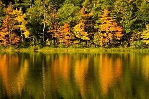 Fototapete VLIES-SEE WALD-(4029S)-Baum Natur Landschaft  - Bild 1 von 2