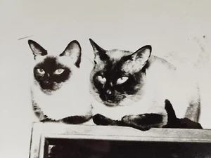 Vintage - Professional Photo - Cat - Large Photo - USSR Period 1950s 🐱 #15 - Picture 1 of 5