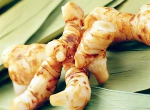 002462A Thai Ingwer Alpinia Galanga 3 Samen Heilpflanze Ingwersamen  - Bild 1 von 1