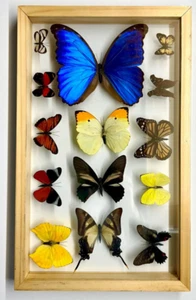 14 Real Butterfly Moth Display Taxidermy Double Glass Shadow Box Frame RARE - Picture 1 of 2