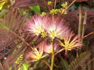 Albizia julibrissin "Summer Chocolate" roter Seidenbaum, Schlafbaum 130-150cm - Bild 1 von 4