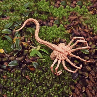 Facehugger 1/6 Alien Contract Larvae AVP Figure Figurine Model Toy Scene Props - Image 1 of 4