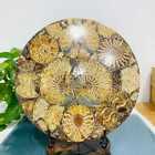 836G Natural Ammonite Fossil Quartz Disc Crystal Mineral Specimen Decoration