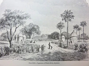 Antiker Druck von Bäumen, Vegetation des Weißen Flusses, Abessinien, um 1869 - Bild 1 von 5