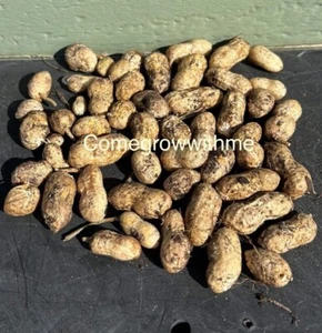 Peanut 'Big Pink' (Arachis Hypogaea) Grow your own peanuts 15 Seeds *Treated* - Picture 1 of 1
