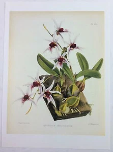 Impresión de libro de orquídeas biblioteca museo de historia natural vintage '92 Dendrobium Treache - Imagen 1 de 1