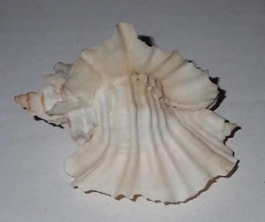 78 mm GRAN ENORME Ceratostoma Foliatum Murex Seashell #AJ1 del condado de Kitsap - Imagen 1 de 4